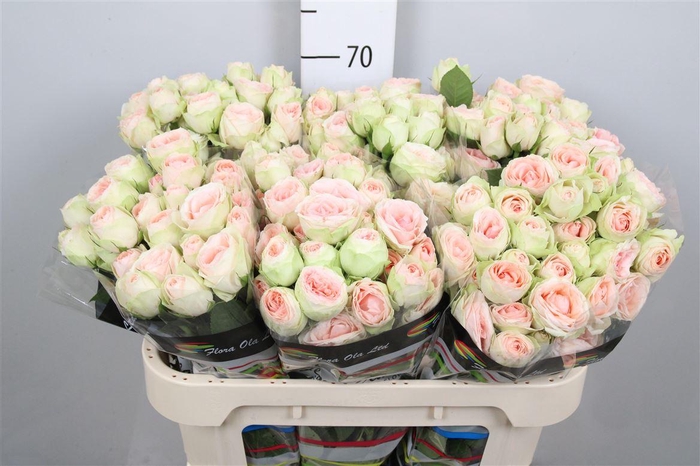 <h4>R Tr Rlm Ing Kristi</h4>