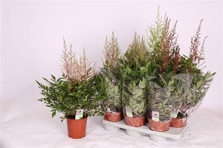 <h4>Astilbe Gem 4 Kl</h4>