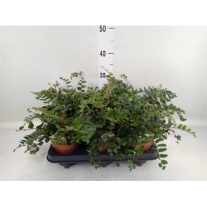 Pellaea rotundifolia