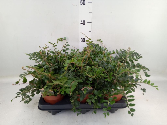 <h4>Pellaea rotundifolia</h4>