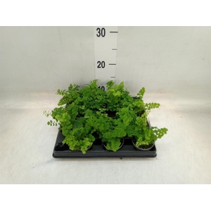 Adiantum raddi. 'Fritz-Luthi'