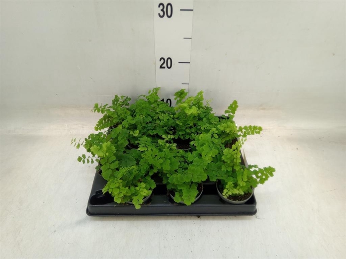 <h4>Adiantum raddi. 'Fritz-Luthi'</h4>