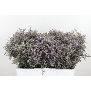 Limonium Sinense Safora Lilac