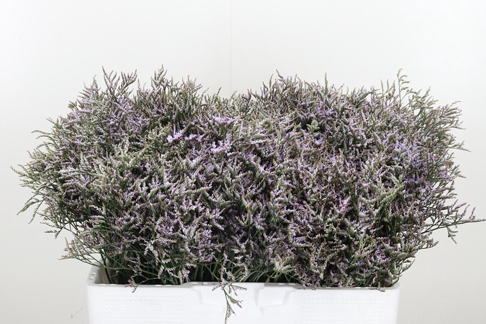 <h4>Limonium Sinense Safora Lilac</h4>