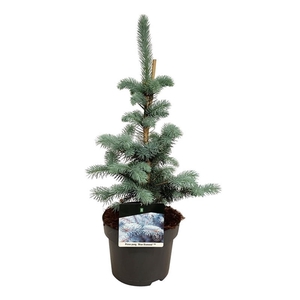 Picea pung. 'Blue Diamond' PBR