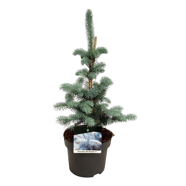 <h4>Picea pung. 'Blue Diamond' PBR</h4>