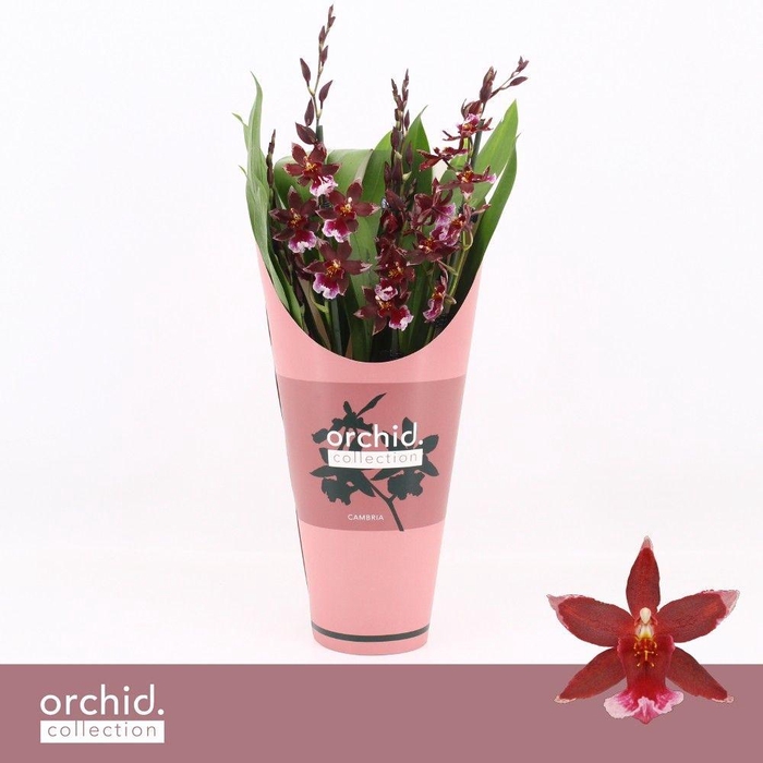 <h4>Barrocco Red, 5/6-spike Compact 'Orchid Collection' Potcover</h4>