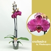 Phalaenopsis grootbloemig 2 tak paars MW 2-70 G Malwina