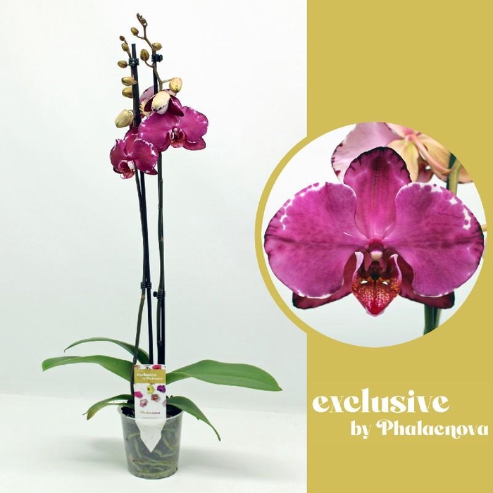 Phalaenopsis grootbloemig 2 tak paars MW 2-70 G Malwina