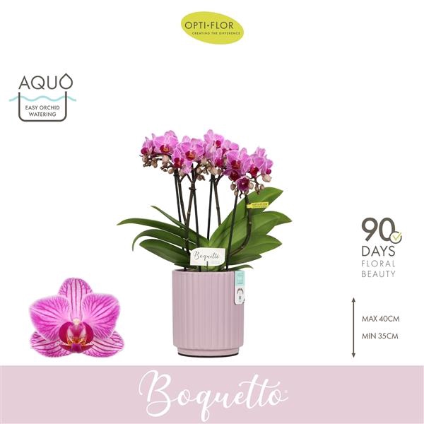 <h4>Phalaenopsis Multifloratypes overig paars</h4>