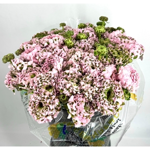 Ranunculus Pon Pon Candy