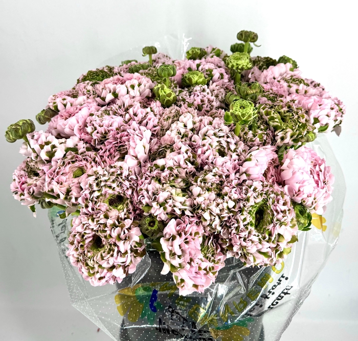 <h4>Ranunculus Pon Pon Candy</h4>