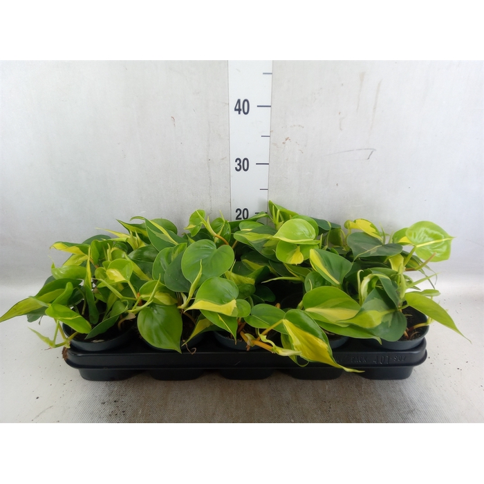 <h4>Philodendron scand. 'Brasil'</h4>