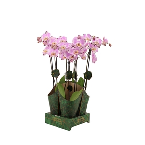 Signature Golden Nature Cover Phal Art Nouveau 2T16+