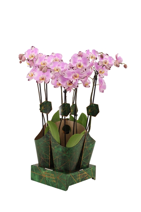<h4>Signature Golden Nature Cover Phal Art Nouveau 2T16+</h4>