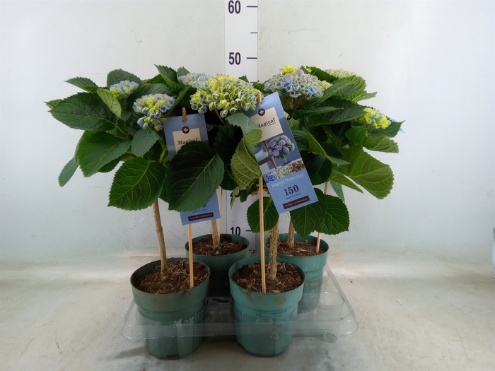 <h4>Hydrangea mac. 'Magical Revolution'</h4>