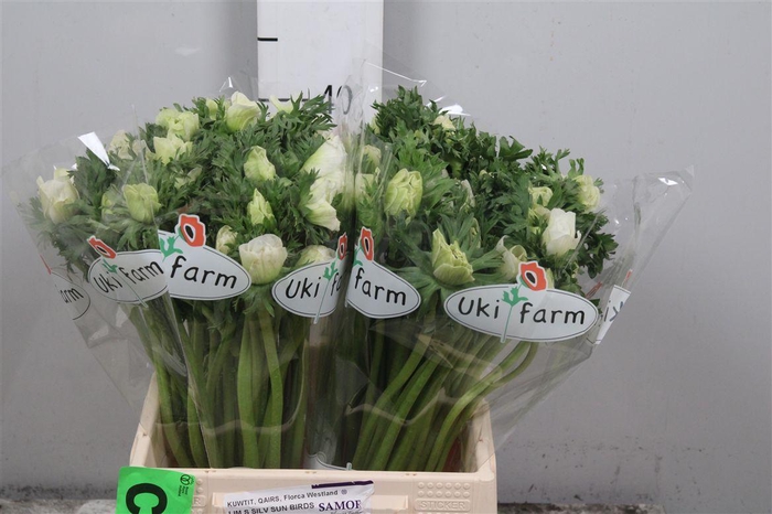 <h4>Anem Co Galil Wit</h4>