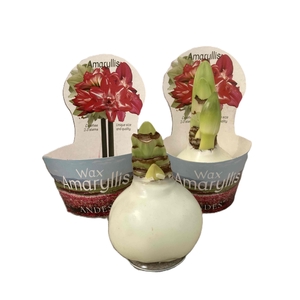 HIPPEASTRUM-HYBRID P14