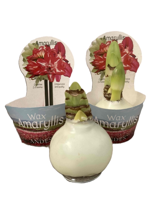 <h4>HIPPEASTRUM-HYBRID P14</h4>