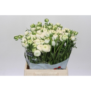 Ranunculus Elegance White