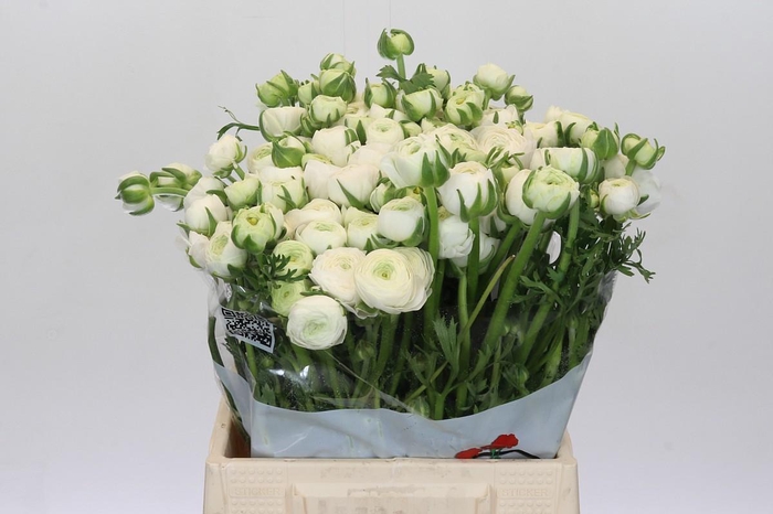 <h4>Ranunculus Elegance White</h4>