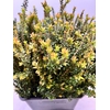 MYRTUS ELISIR TARANTINO 400