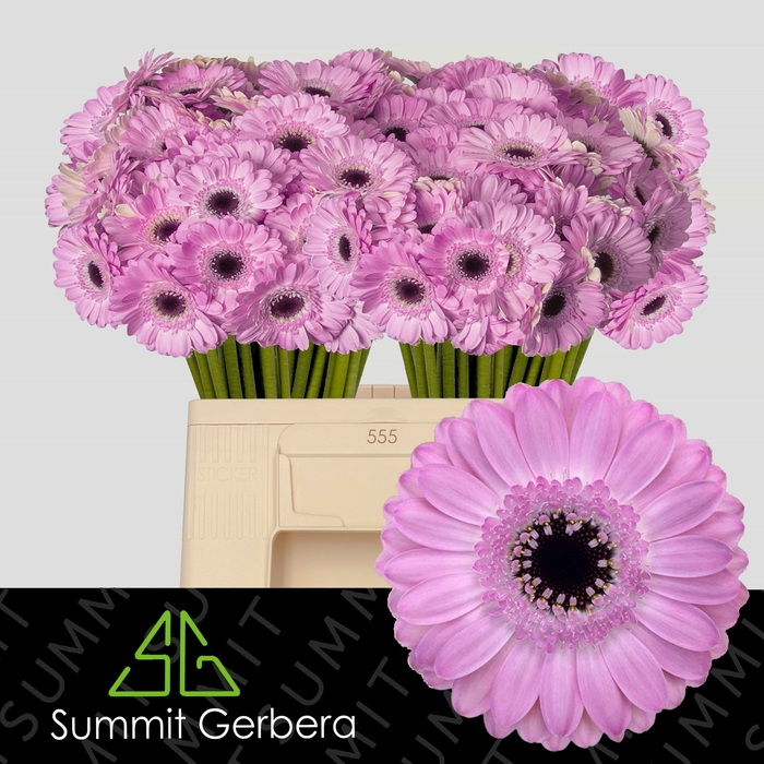 <h4>GE MI BENTLEY</h4>