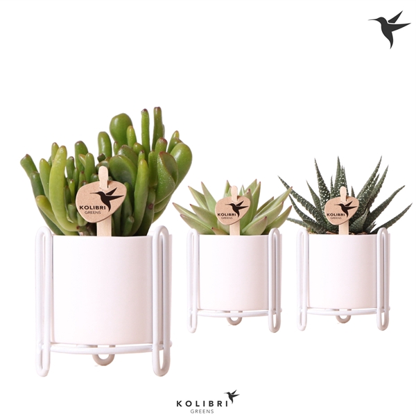 <h4>Kolibri Greens Succulent mix in Essential pot white</h4>