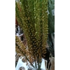 EREMURUS OV SUP