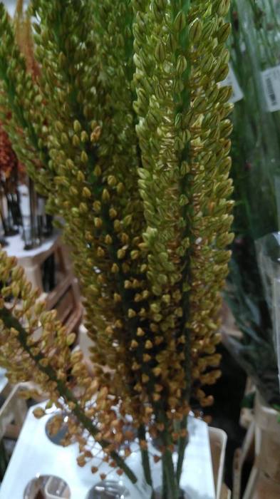EREMURUS OV SUP