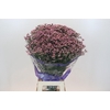 Limonium Pink Diamond