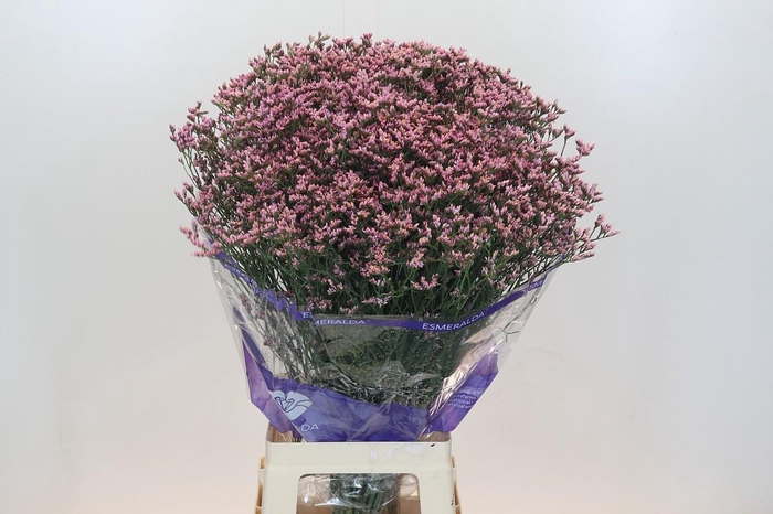 Limonium Pink Diamond