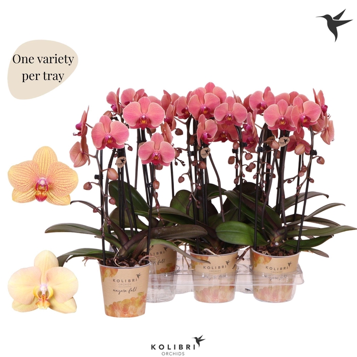 <h4>Kolibri Orchids Phalaenopsis Cascade Niagara Fall orange 2 spike</h4>