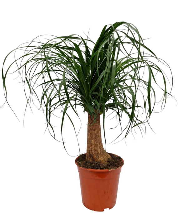 <h4>Beaucarnea recurvata</h4>