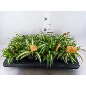 Chlorophytum com. 'Variegatum'