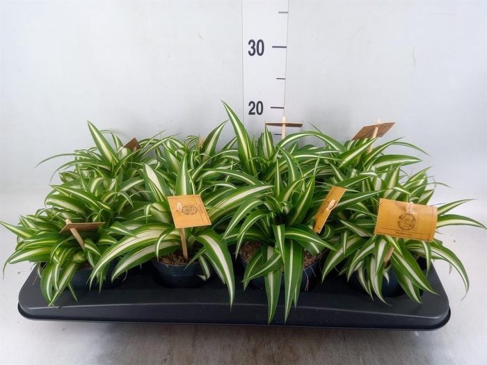 Chlorophytum com. 'Variegatum'