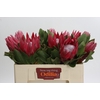 Protea Cynaroides Madiba