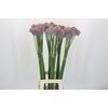 Allium Ampeloprasum