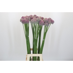 Allium Ampeloprasum