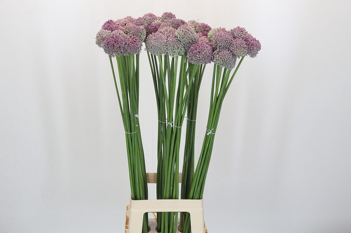 Allium Ampeloprasum