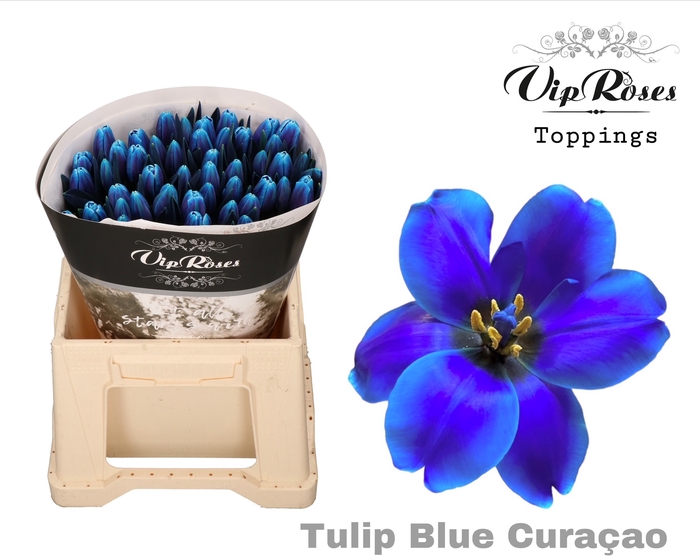 TU EN A BLUE CURACAO