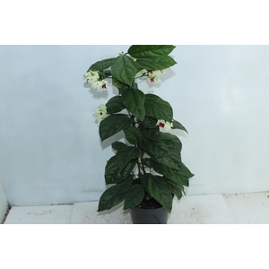 LAGRIMA DE CRISTO P20