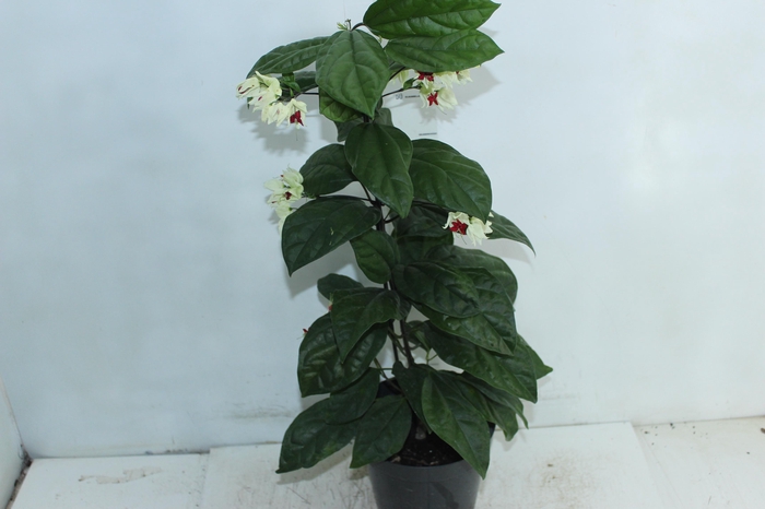 LAGRIMA DE CRISTO P20