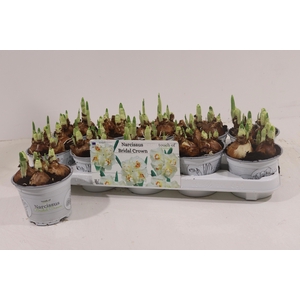 NARCISSUS BRIDAL CROWN P12