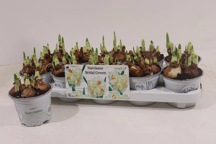 <h4>NARCISSUS BRIDAL CROWN P12</h4>