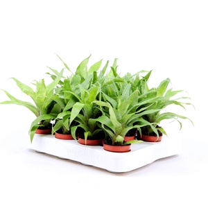 Vriesea Ospinae Forest