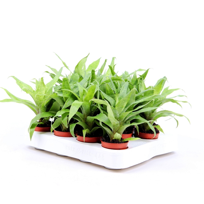 <h4>Vriesea Ospinae Forest</h4>