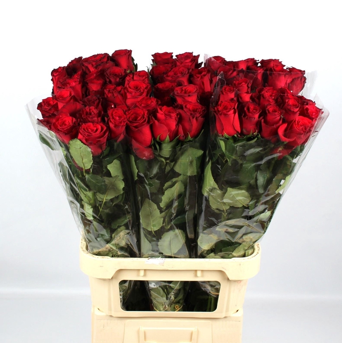 <h4>R GR RHODOS</h4>