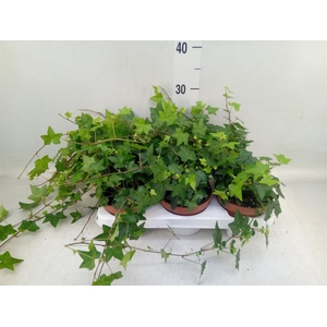 Hedera helix 'Pittsburgh'