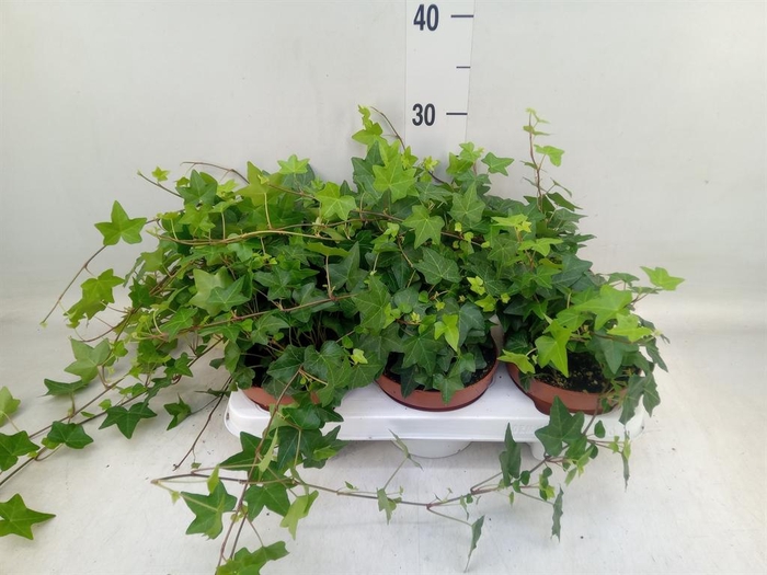 <h4>Hedera helix 'Pittsburgh'</h4>